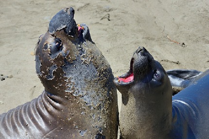 Les lions de mer de Piedras Blancas